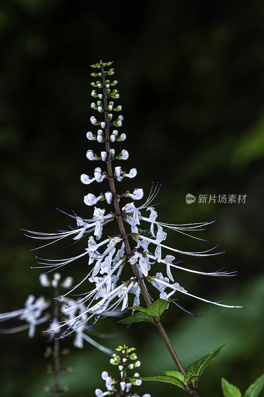 猫须(Orthosiphon stamineus)是一种传统草本植物，广泛生长在热带地区。夏威夷热带植物园，奥梅亚湾，夏威夷。唇形科。